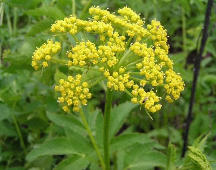 زردک کوهی